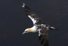 Wie ein Heathrow der Vogelwelt