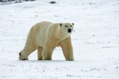 Eisbär an der Hudson Bay bei Churchill in Manitoba Kanada