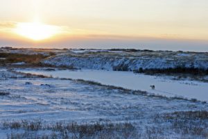 Ein Eisbär läuft dem Sonnenuntergang in der Arktis an der Hudson Bay bei Churchill entgegen