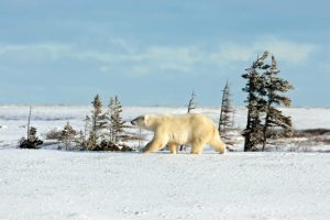 Ein Eisbär in der Arktis der Hudson Bay bei Churchill Manitoba in Kanada