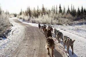 Insgesamt 27 Schlittenhunde hat David (Dave) Daley. In der Nähe von Churchill an der Hudson Bay bietet er mit ihnen Rundfahrten an und nimmt selbst an Schlittehunderennen wie dem Hudson Bay Quest teil.