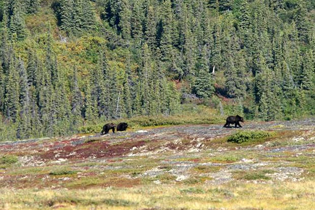 Die Fotos der Bären am letzten Sonntag wurden natürlich nicht bei uns aufgenommen. Sie stammen, wie auch dieses Foto, aus dem Grenzgebiet zwischen dem Yukon und Alaska.