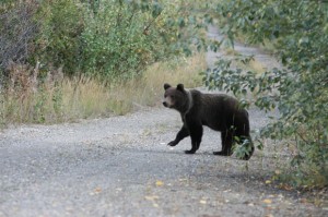 Auch wenn Bären eher scheu sind, haben wir gute Chancen, sie in der Region zu beobachten. Hier eines der Jungtiere auf einem Feldweg bei Georgsmarienhütte.