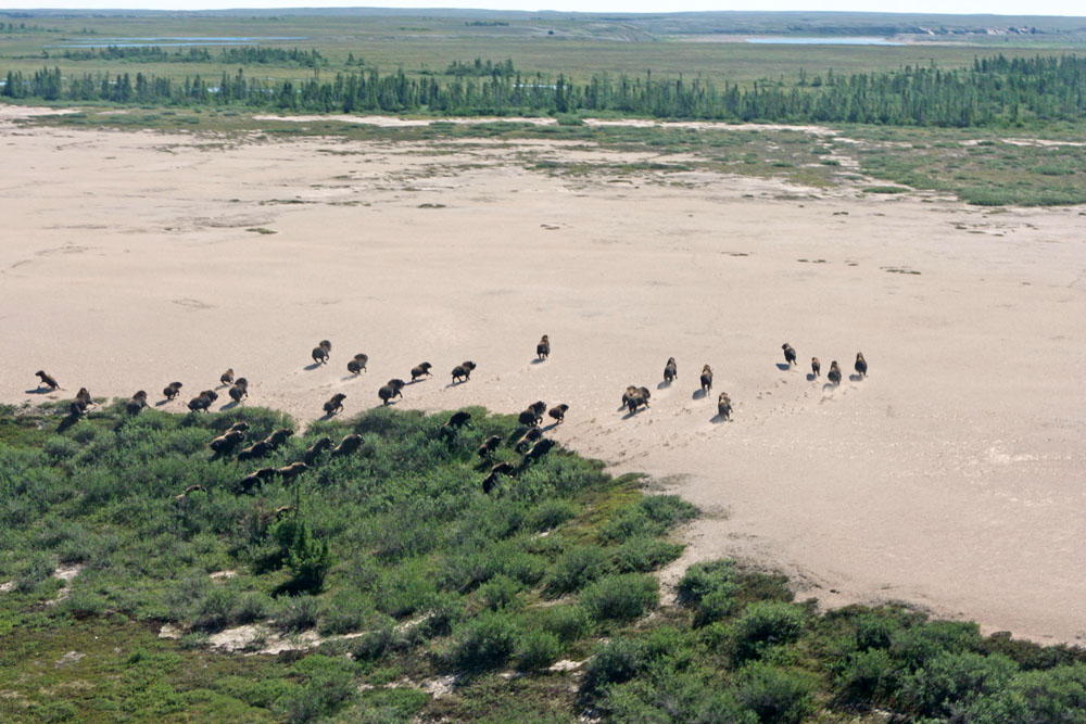 Herde Moschusochsen auf einer Düne in der Wildnis der Tundra in der Arktis von Kanada