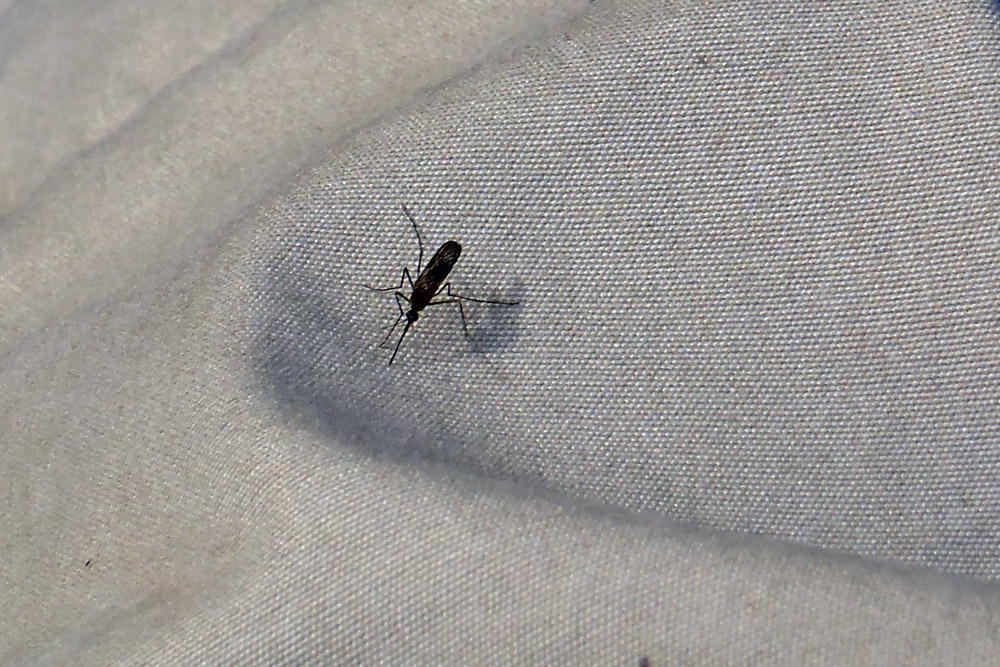 Ein Moskito bzw. eine Mücke in Kanada