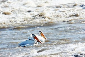 Pelikane im Wasser von Forth Smith Kanada
