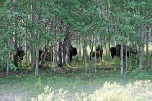 Bisonherde mit Waldbisons im Wood Buffalo Nationalpark Alberta in Kanada