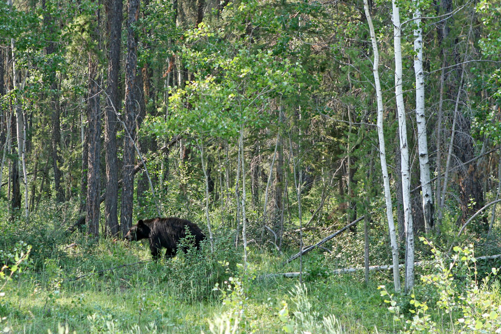 Schwarzbär im Wood Buffalo Nationalpark in Alberta Kanada
