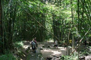 Durch dichten Bambuswald ging es zu einem weiteren Begräbnisplatz.