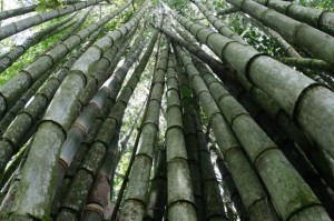 Eindrucksvolle Bambuswälder.