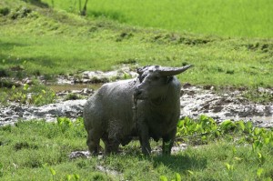Wasserbüffel, die ausschließlich als Opfertiere gehalten werden, sind im ganzen Toraja-Land zu finden.