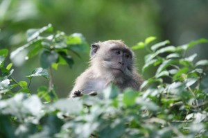 Überall in den Baumwipfeln waren Affen zu finden.