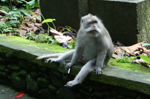Viele Touristen haben auch ihre Schattenseiten. Dieser Affe ist zum Raucher geworden.