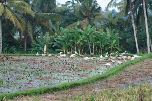 Inmitten der Reisfelder fühlten sich Enten wohl.