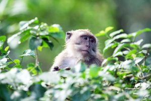 Ein Affe im Monkey Forest Ubud auf Bali in Indonesien
