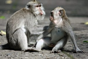 Zwei Affen im Monkey Forest Ubud