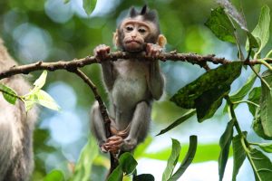 Jungtier eines Babyaffen im Monkey Forest Ubud auf Bali