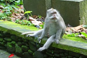 Dieser Affe im Monkey Forest Ubud auf bali in Indonesien raucht eine Zigarette