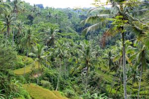 Dschungel auf Bali