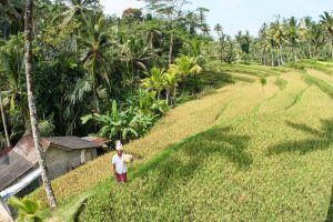 Typischen Ansicht von Bali mit den Reisterrassen