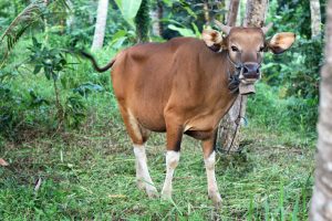Eine Kuh auf Bali in Indonesien
