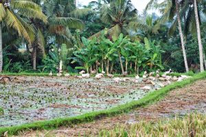 Inmitten der Reisfelder auf Bali fühlten sich Enten wohl.