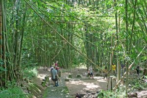 Durch dichten Bambuswald ging es zu einem weiteren Begräbnisplatz.