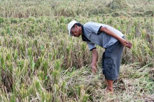 Ein Reisbauer bei der Ernte auf Bali in Indonesien