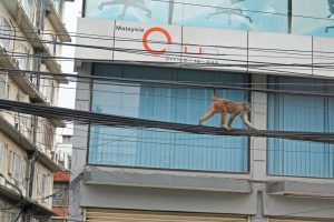 Affen kletterten auf den Stromleitungen in Kathmandu in Nepal