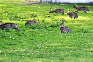 Kaninchen auf Norderney