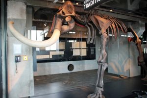 Das Skelett eines Mammuts steht im Ruhr Museum Essen