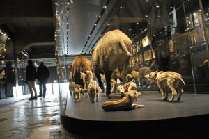 Die Art der Präsentation wie von diesen Wildschweinen im Ruhr Museum auf der Zeche Zollverein im Ruhrgebiet ist sehenswert