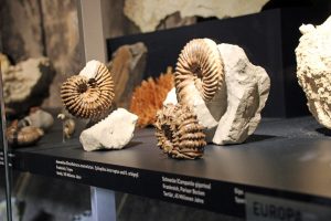 Versteinerungen von Schnecken im Ruhr Museum