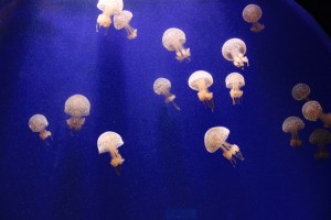Im Aquarium können Quallen bestaunt werden