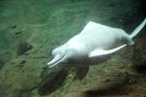 Der Zoo hält auch einen Flussdelfin