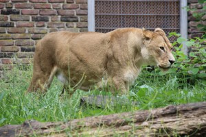 Löwen finden sich wohl in jedem größeren Zoo