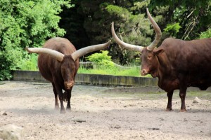 Watussi-Rinder sind eine imposante Erscheinung
