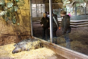 Auch Zwergflusspferde leben im Äquatorium