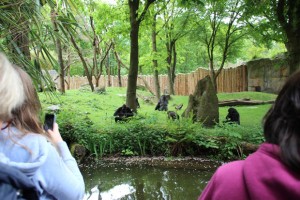 Die Freianlage für Flachlandgorillas