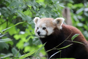 Sind kleine Pandas nicht besonders niedlich?