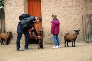 Ziegen und Schafe dürfen gestreichelt und gefüttert werden