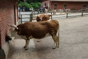Rinder bewohnen ebenfalls das Areal des Streichelzoos