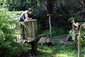 Nasenbären gibt es in vielen Zoos - auch in Nordhorn
