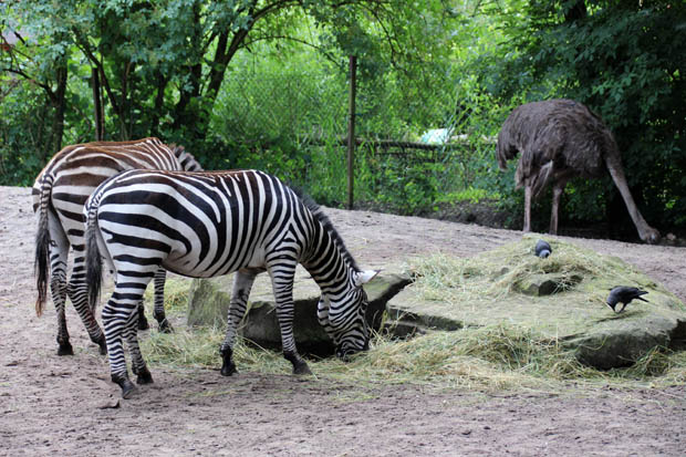 An der Afrika-Anlage mit Zebras gibt es nichts Sehenswertes