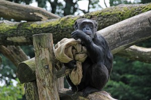 Die Anlage für die Schimpansen macht einen eher traurigen Eindruck