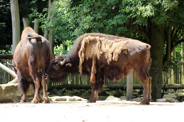 Bisons sind die größten Tiere im Tierpark Nordhorn
