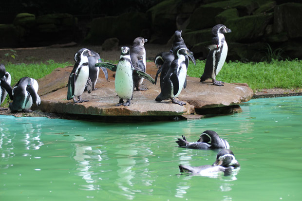 Auch die Pinguine bewohnen eine der schöneren Anlagen im Dortmunder Zoo