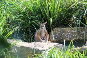 Eines der Känguru-Gehege ist begehbar