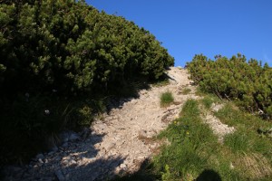 Auf einem schmalen Schotterweg zwischen Latschenkiefern überwindet man die letzten Höhenmeter