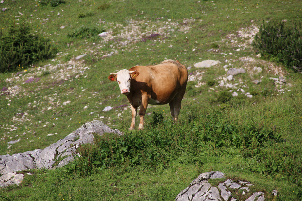 Kühe sind am Geigelstein in den Sommermonaten immer anzutreffen